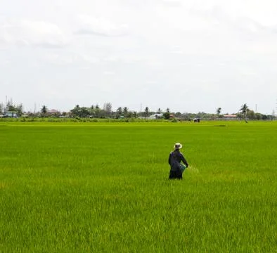 Paddy rice fields. Stock Photos
