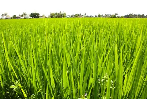 Paddy rice fields. Stock Photos