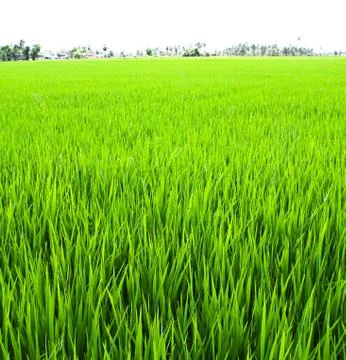 Paddy rice fields. Stock Photos
