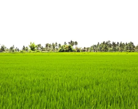 Paddy rice fields. Stock Photos