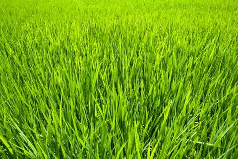 Paddy rice fields. Stock Photos