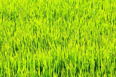 Paddy rice fields. Stock Photos