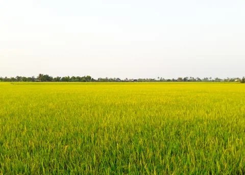 Paddy Rice Fields. Stock Photos