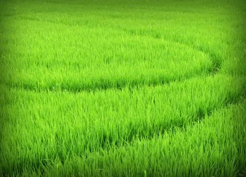 Paddy Rice Fields Stock Photos