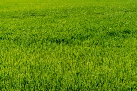 Paddy rice fields Stock Photos