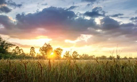 Paddy rice fields 스톡 사진