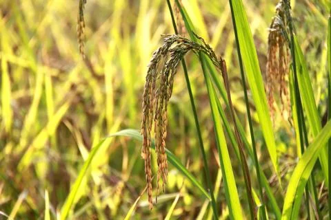 Paddy rice flied Stock Photos