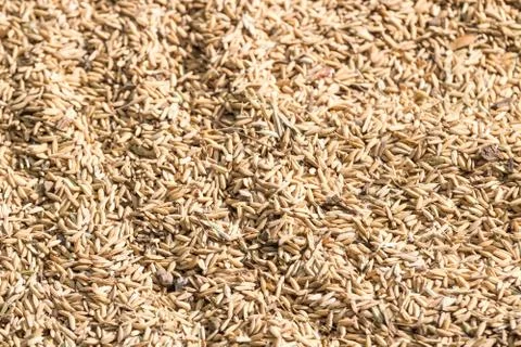 Paddy rice is food source Stock Photos