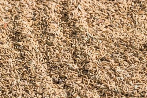 Paddy rice is food source Stock Photos