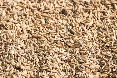 Paddy rice is food source Stock Photos
