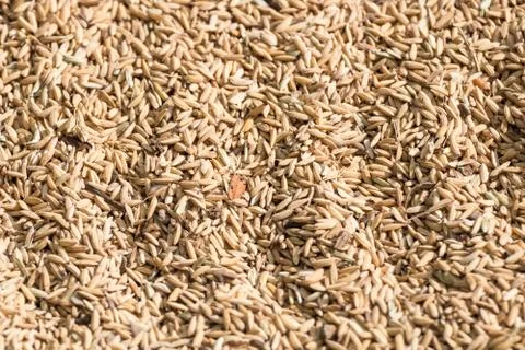 Paddy rice is food source Stock Photos