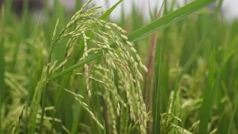Paddy Rice Stock Footage 224216847