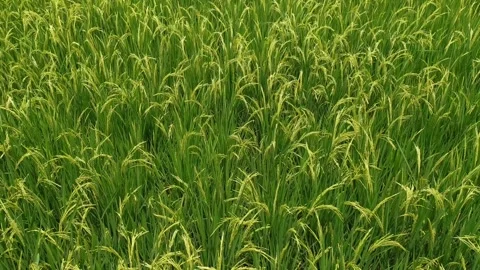 Paddy rice green yellow in the farm field Stock Footage 256846653