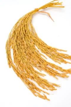 Paddy  rice on isolate Stock Photos