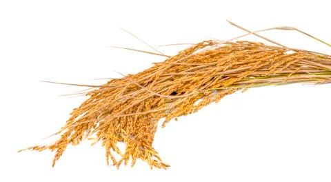 Paddy rice isolated on white background Stock Photos