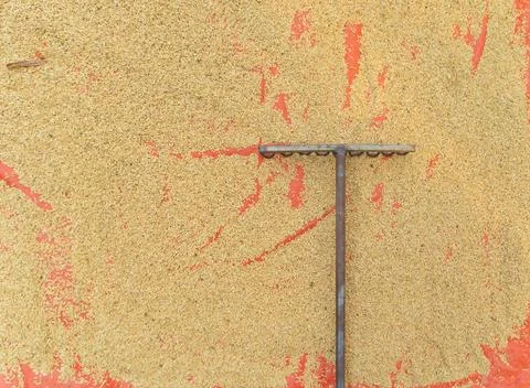 Paddy rice pattern texture background. Organic. Raw wheat or grain. Agricul.. Foto stock