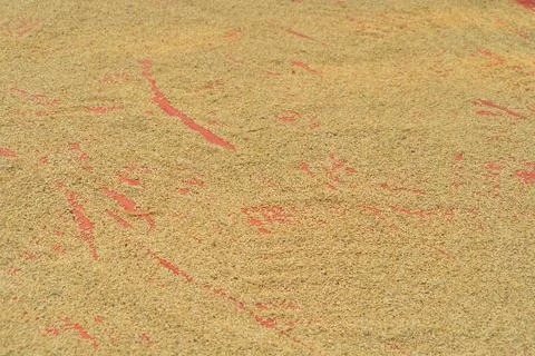 Paddy rice pattern texture background. Organic. Raw wheat or grain. Agricul.. Foto stock