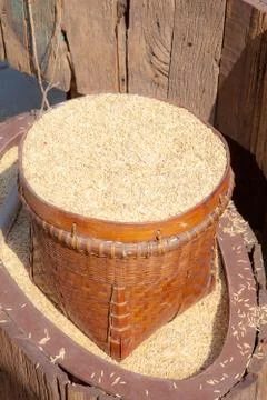 Paddy rice Stock Photos