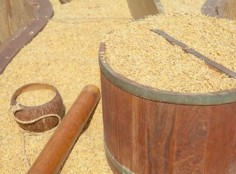Paddy rice Stock Photos