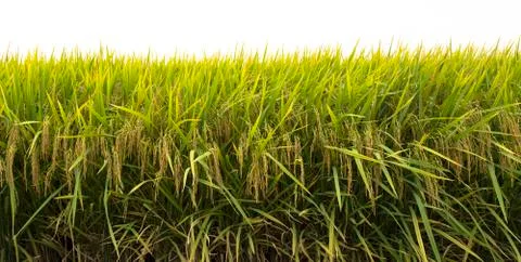 Paddy rice Stock Photos