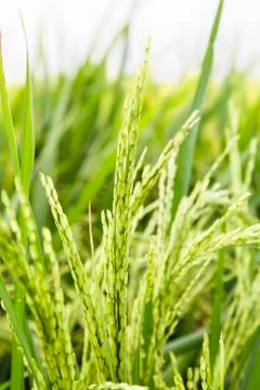 Paddy rice Stock Photos