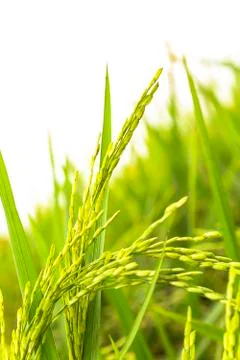 Paddy rice Stock Photos