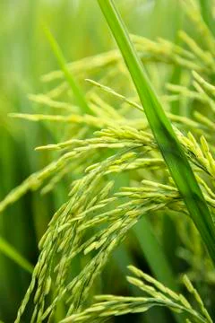 Paddy rice Stock Photos