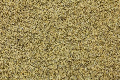 Paddy rice. Stock Photos