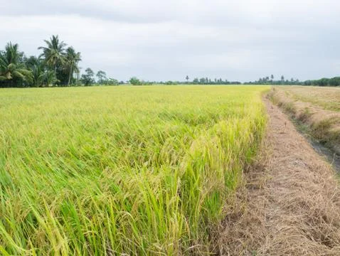 Paddy rice Stock Photos