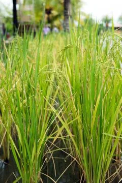 Paddy rice Stock Photos