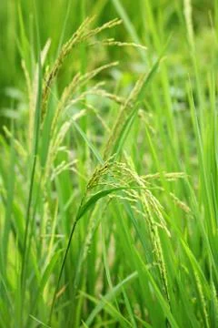 Paddy rice Stock Photos