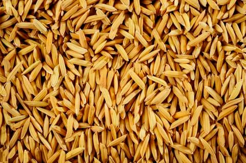 Paddy rice Stock Photos