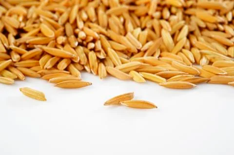 Paddy rice Stock Photos