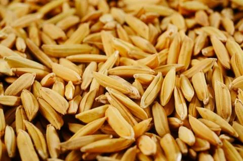 Paddy rice Stock Photos