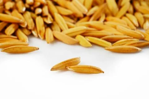Paddy rice Stock Photos