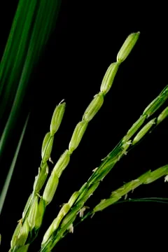 Paddy rice Stock-Fotos