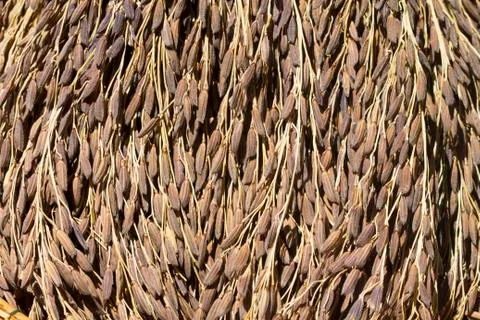 Paddy rice Stock Photos