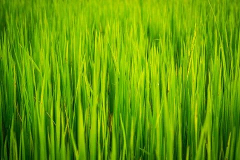 Paddy rice Foto stock