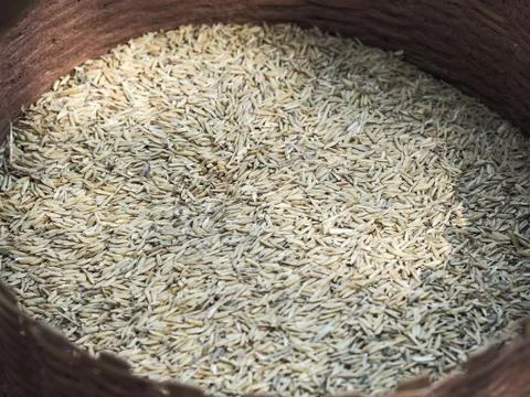 Paddy rice Stock Photos