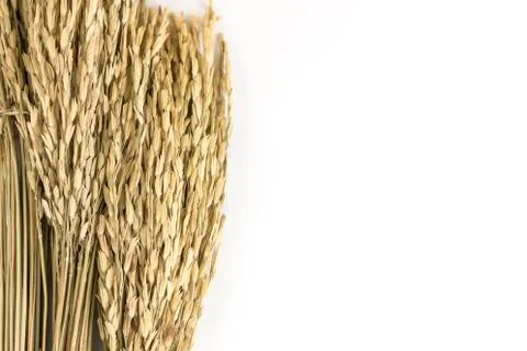 Paddy rice Stock Photos