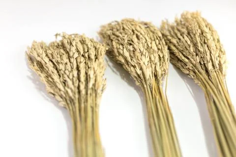 Paddy rice Stock Photos