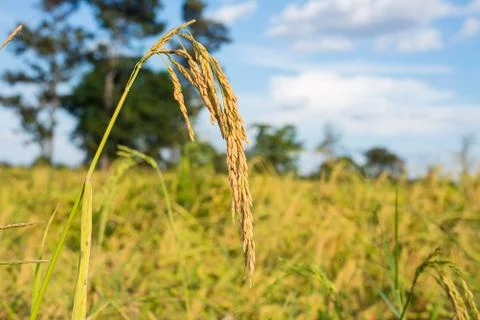 Paddy rice Stock Photos