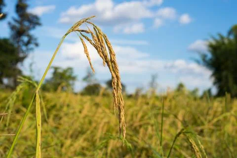 Paddy rice Foto stock