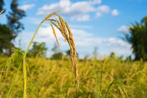 Paddy rice Stock Photos