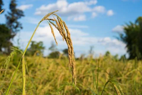 Paddy rice Stock Photos
