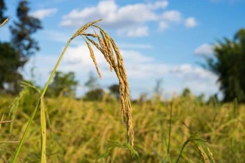 Paddy rice Stock Photos