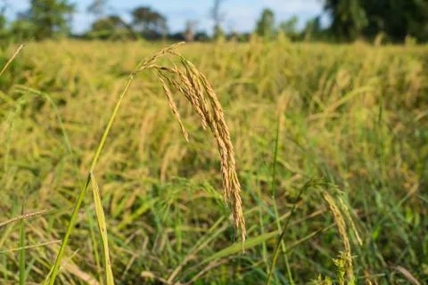 Paddy rice Stock Photos