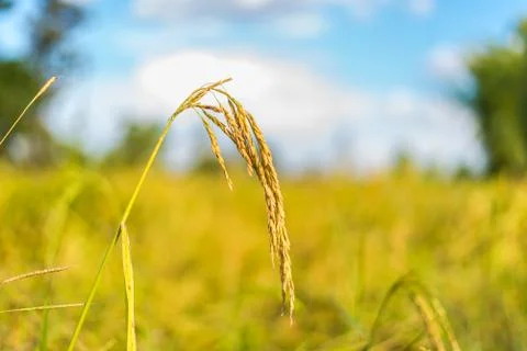 Paddy rice Stock Photos