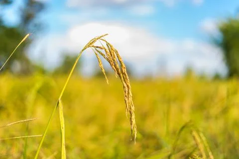 Paddy rice Stock Photos