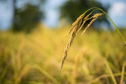 Paddy rice Stock Photos